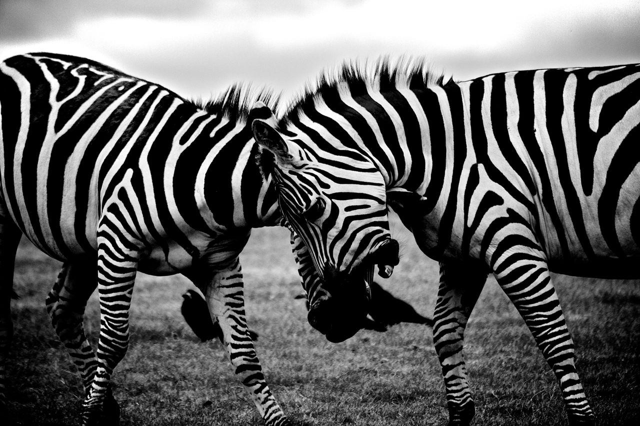 Home Captivating black and white photo of zebras interacting in their natural habitat.